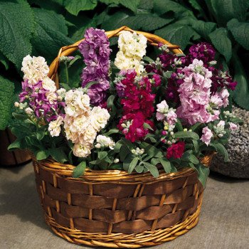 Матіола Вінтаж /1.000 насінин/ *Pan American*