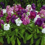 Матіола Хот Кейк суміш (mix) /200 насінин/ *Pan American*