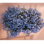 Лобелія Регатта блакитна (blue) /200 мультидраже/ *Pan American*