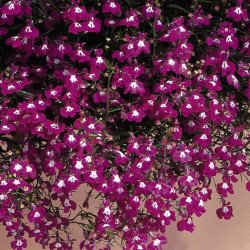 Лобелія Регатта рожева (rose) /200 мультидраже/ *Pan American*