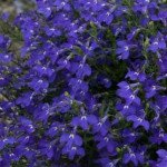 Лобелія Регатта темно-синя (deep blue) /200 мультидраже/ *Pan American*