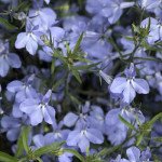 Лобелия Ривера голубая (blue) /200 мультидраже/ *Pan American*