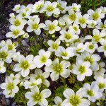 Камнеломка Хайлендер белая (white) /100 семян (драже)/ *Syngenta*