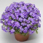 Обрієта Одрі F1 блакитна (blue) /100 насінин/ *Syngenta*