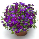 Обриета Одри F1 темно-пурпурная (deep purple) /100 семян/ *Syngenta*