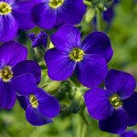 Обриета Одри F1 темно-синяя с прожилками (deep blue shades) /100 семян/ *Syngenta*