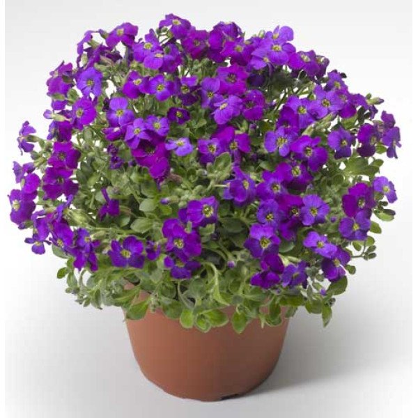 Семена обриеты Одри F1 пурпурная с прожилками (purple shades) /100 семян/ *Syngenta*