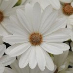 Остеоспермум Акіла F1 пурпурно-білий /100 насінин/ *Pan American*