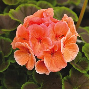 Пеларгония БуллзАй F1 лососевая (salmon) /100 семян/ *Syngenta*