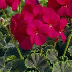 Пеларгония БуллзАй F1 черри (cherry) /100 семян/ *Syngenta*