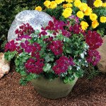 Пеларгония Летний дождь F1 смесь /100 семян/ *Pan American*