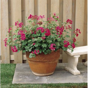 Пеларгония Летний дождь F1 смесь /20 семян/ *Pan American*