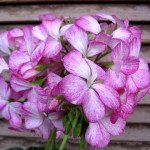 Пеларгония Мультиблум F1 бело-фиолетовая /100 семян/ *Syngenta*