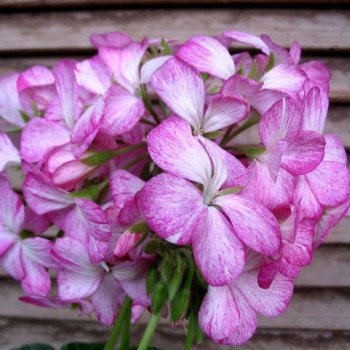 Пеларгонія Мультиблум F1 біло-фіолетова /100 насінин/ *Syngenta*