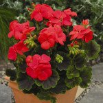 Пеларгония Мультиблум F1 коралловая /100 семян/ *Syngenta*