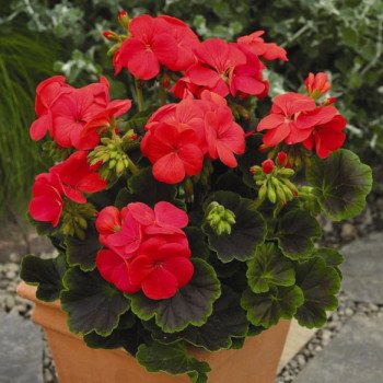 Пеларгонія Мультиблум F1 коралова /100 насінин/ *Syngenta*