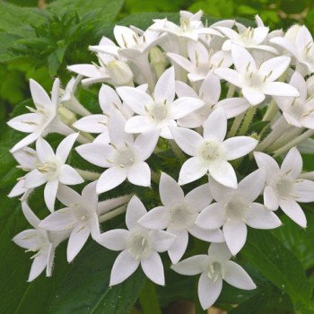 Пентас Нью Лук F1 белый /100 семян/ *Benary*