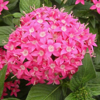 Пентас Нью Лук F1 пинк /100 семян/ *Benary*