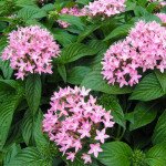 Пентас Нью Лук F1 рожевий /100 насінин/ *Benary*