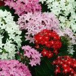 Пентас Нью Лук F1 смесь /100 семян/ *Benary*