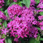 Пентас Нью Лук F1 фіолетовий /100 насінин/ *Benary*