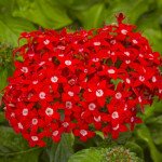 Пентас Нью Лук F1 червона /100 насінин/ *Benary*