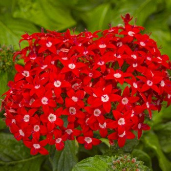 Пентас Нью Лук F1 красный /100 семян/ *Benary*