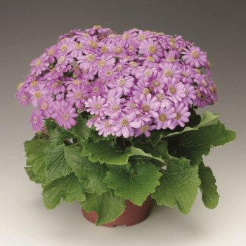 Перикаліс Венеція F1 лілово-рожевий /100 насінин/ *Syngenta*