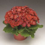 Перикаліс Венеція F1 матадор /100 насінин/ *Syngenta*