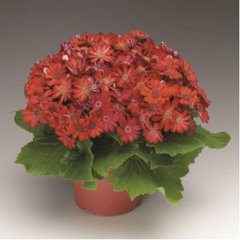 Перикаліс Венеція F1 матадор /100 насінин/ *Syngenta*