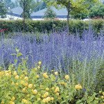 Перовския Тайга /100 семян/ *Pan American*