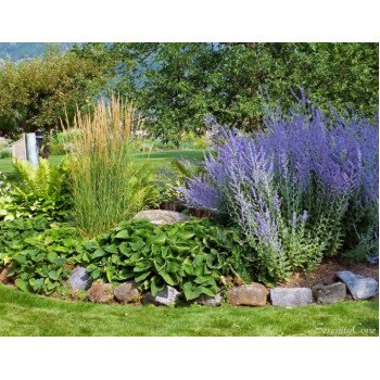 Перовскія Тайга /100 насінин/ *Pan American*