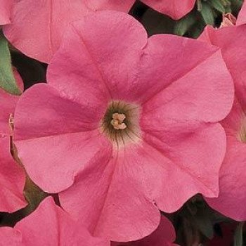 Петунія Ізі Вейв F1 лососева (salmon) /50 насінин (драже)/ *Pan American*