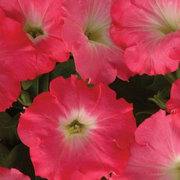 Петуния Изи Вейв F1 розовый рассвет (rose dawn) /50 семян (драже)/ *Pan American*