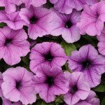 Петуния Изи Вейв F1 сливовая с прожилками (plum vein) /50 семян (драже)/ *Pan American*