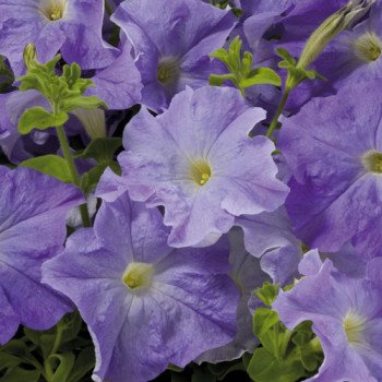 Петуния Аладдин F1 голубая /1.000 семян/ *Benary*