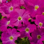 Петуния Аладдин F1 неоново-розовая /1.000 семян/ *Benary*