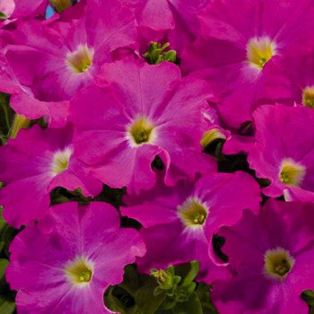 Петуния Аладдин F1 неоново-розовая /1.000 семян/ *Benary*