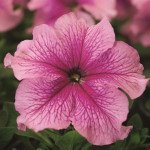 Петуния Браво F1 малиновая с прожилками /1.000 семян/ *Syngenta*