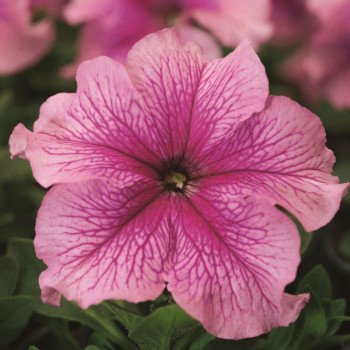 Петуния Браво F1 малиновая с прожилками /1.000 семян/ *Syngenta*