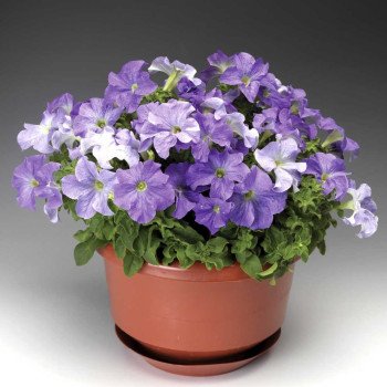 Петуния Браво F1 небесно-синяя /1.000 семян/ *Syngenta*