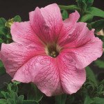 Петуния Браво F1 розовая с прожилками /1.000 семян/ *Syngenta*