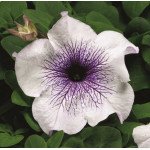 Петунія Браво F1 сільвер вейнед /1.000 насінин/ *Syngenta*