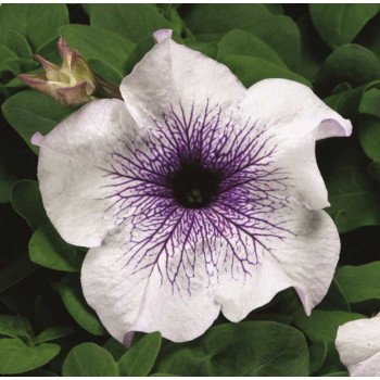 Петуния Браво F1 сильвер вейнед /1.000 семян/ *Syngenta*