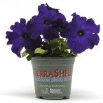 Петуния Дримс F1 синяя (blue) /1.000 семян (драже)/ *Pan American*