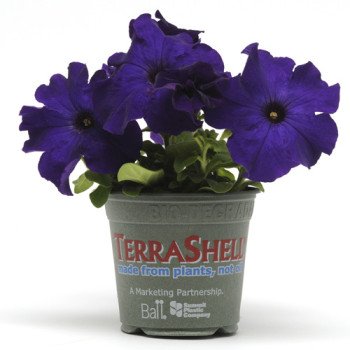 Петуния Дримс F1 синяя (blue) /1.000 семян (драже)/ *Pan American*