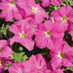 Петуния Дримс F1 фуксия (fuchsia) /1.000 семян (драже)/ *Pan American*