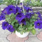 Петунія Суперкаскад F1 синя /50 гранул/ *Pan American*