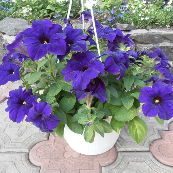 Семена петунии Суперкаскад F1 синяя /50 гранул/ *Pan American*