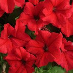 Петунія Суперкаскад F1 червона (red) /1.000 насінин (драже)/ *Pan American*